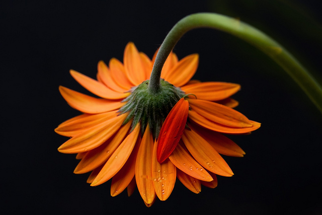 Why Embrace Your Imperfections as a&nbsp;Caregiver